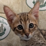 Savannah-Male-F4SBT-kitten-a-Copy