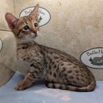 Savannah-Male-F4SBT-kitten-b