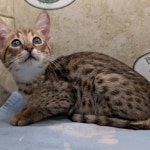Savannah-Male-F4SBT-kitten-c