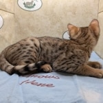 Savannah-Male-F4SBT-kitten-h