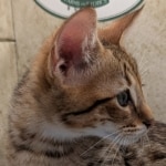 Savannah-Male-F4SBT-kitten