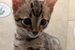 Savannah F-4SBT Brown Spotted kitten Male #1 DOB 6-14-25