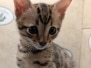 Savannah F-4SBT Brown Spotted kitten Male #1 DOB 6-14-25