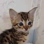 F-4SBT-Male-Kitten-1-a