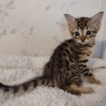 F-4SBT-Male-Kitten-1-b