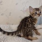 F-4SBT-Male-Kitten-1-c