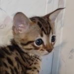 F-4SBT-Male-Kitten-1-d