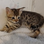 F-4SBT-Male-Kitten-1-e