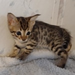 F-4SBT-Male-Kitten-1-f