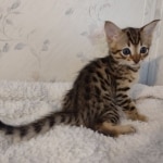 F-4SBT-Male-Kitten-1