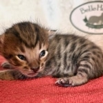 F-4SBT-Savannah-Male-Kitten-a