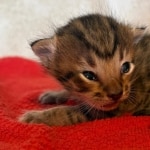 F-4SBT-Savannah-Male-Kitten-b