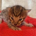 F-4SBT-Savannah-Male-Kitten