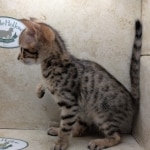 Savannah-Male-F4SBT-kitten-a