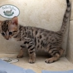 Savannah-Male-F4SBT-kitten-b