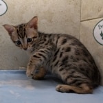 Savannah-Male-F4SBT-kitten-d
