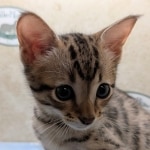 Savannah-Male-F4SBT-kitten-e