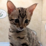 Savannah-Male-F4SBT-kitten-f