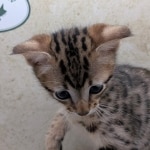 Savannah-Male-F4SBT-kitten