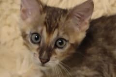 Loki Savannah F-4SBT Brown Spotted Male #3 DOB 3/24/24