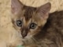Loki Savannah F-4SBT Brown Spotted Male #3 DOB 3/24/24
