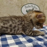 Savannah F-4SBT Brown Spotted Male DOB 3-24-24