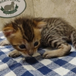 Savannah F-4SBT Brown Spotted Male DOB 3-24-24