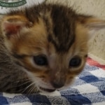 Savannah F-4SBT Brown Spotted Male DOB 3-24-24