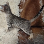 Savannah F-4SBT Brown Spotted Male DOB 3-24-24