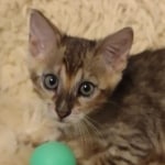 Savannah F-4SBT Brown Spotted Male DOB 3-24-24