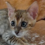 Savannah F-4SBT Brown Spotted Male DOB 3-24-24