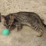 Savannah F-4SBT Brown Spotted Male DOB 3-24-24