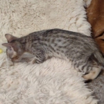 Savannah F-4SBT Brown Spotted Male DOB 3-24-24