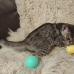 Savannah F-4SBT Brown Spotted Male DOB 3-24-24