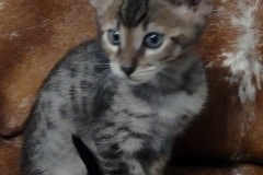 Theo Savannah F-4SBT Brown Spotted Male #1 DOB 3/24/24