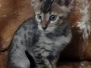 Theo Savannah F-4SBT Brown Spotted Male #1 DOB 3/24/24