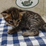 Savannah F-4SBT Brown Spotted Male DOB 3-24-24