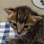 Savannah F-4SBT Brown Spotted Male DOB 3-24-24