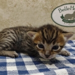 Savannah F-4SBT Brown Spotted Male DOB 3-24-24