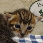 Savannah F-4SBT Brown Spotted Male DOB 3-24-24