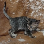 Savannah F-4SBT Brown Spotted Male DOB 3-24-24