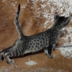 Savannah F-4SBT Brown Spotted Male DOB 3-24-24