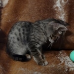 Savannah F-4SBT Brown Spotted Male DOB 3-24-24