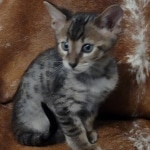 Savannah F-4SBT Brown Spotted Male DOB 3-24-24