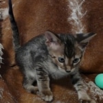 Savannah F-4SBT Brown Spotted Male DOB 3-24-24