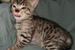 Manzini Savannah F-4SBT Brown Spotted Male DOB 3-25-20