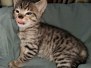 Manzini Savannah F-4SBT Brown Spotted Male DOB 3-25-20