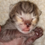 Savannah, F-4SBT, BST, Male, DOB 3-25-20