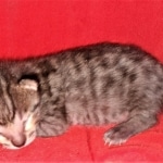 Savannah, F-4SBT, BST, Male, DOB 3-25-20