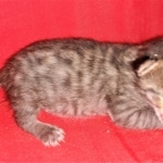 Savannah, F-4SBT, BST, Male, DOB 3-25-20